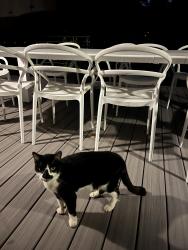 Found/Stray Unknown Cat last seen Elmhirst drive and cedar lane, Bethesda, MD 20889