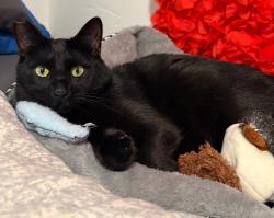 Lost Male Cat last seen West Hansen Avenue and South Jackson Street, Jackson, WY 83001