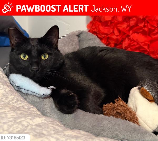 Lost Male Cat last seen West Hansen Avenue and South Jackson Street, Jackson, WY 83001