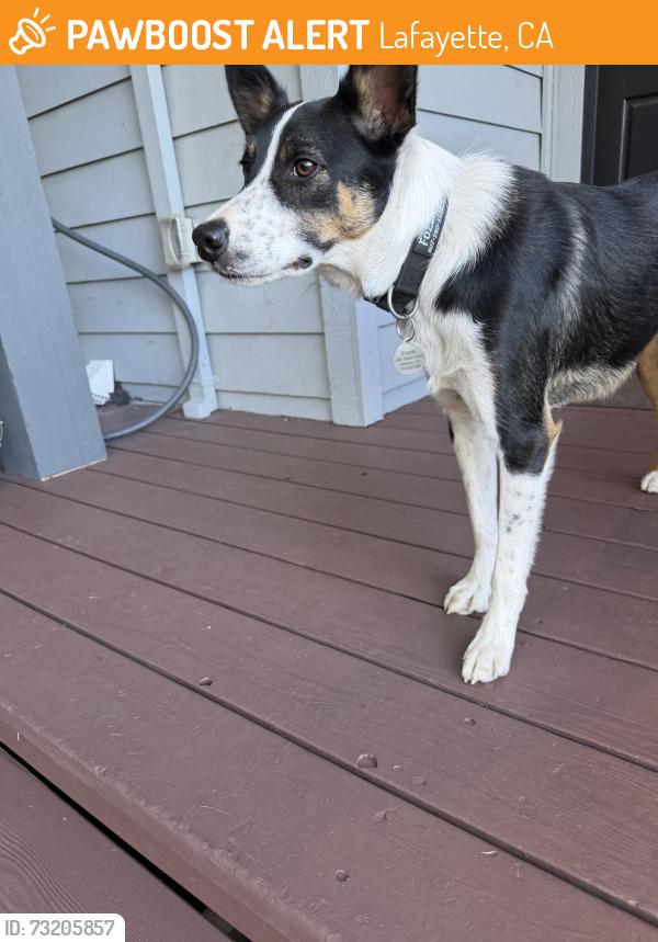 Found/Stray Unknown Dog last seen Mountain View Dr, Lafayette CA, Lafayette, CA 94549