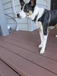 Found/Stray Unknown Dog last seen Mountain View Dr, Lafayette CA, Lafayette, CA 94549