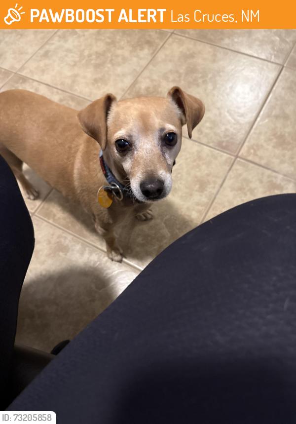 Found/Stray Male Dog last seen Lohman and Roadrunner, Las Cruces, NM 88001