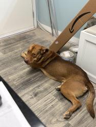 Found/Stray Male Dog last seen Across Lamar from BNSF Railway, Memphis, TN 38118