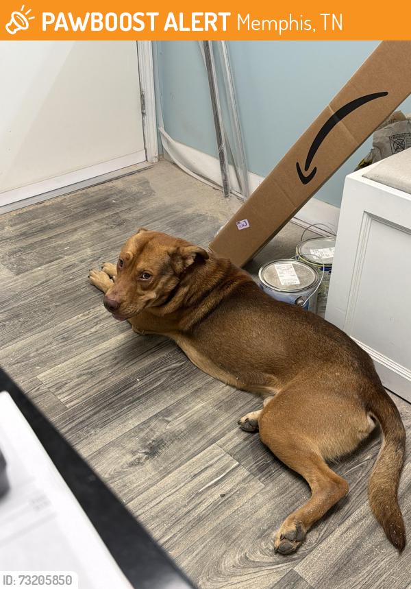 Found/Stray Male Dog last seen Across Lamar from BNSF Railway, Memphis, TN 38118