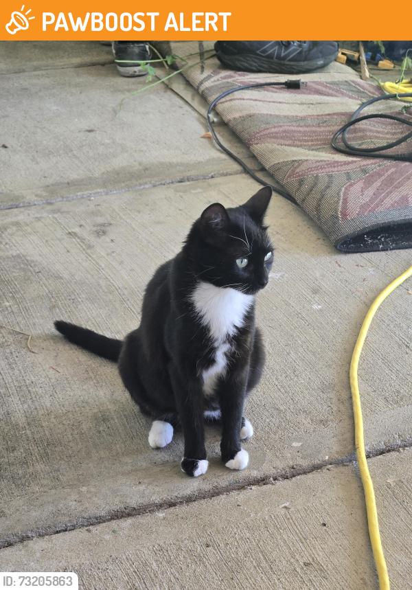 Found/Stray Female Cat last seen Mt Newton Crossroad, Saanichton, BC V8M 1S2