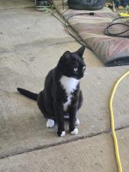 Found/Stray Female Cat last seen Mt Newton Crossroad, Saanichton, BC V8M 1S2