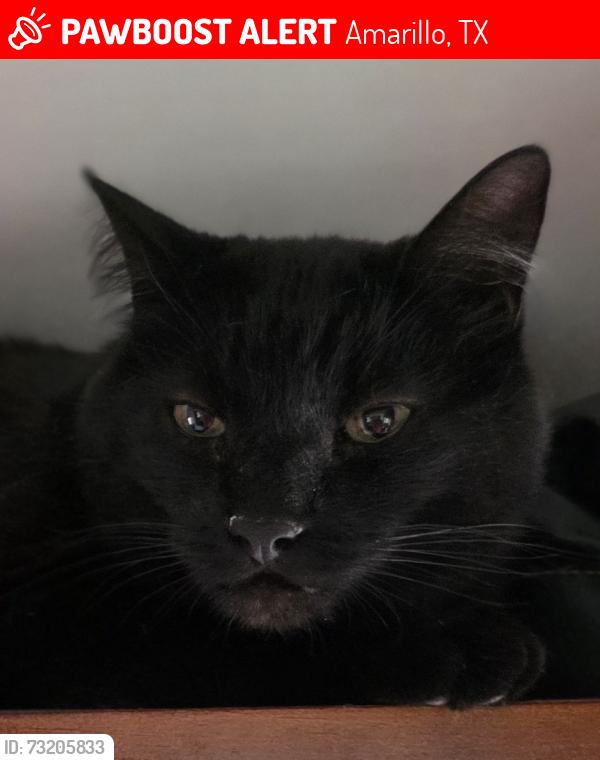 Lost Male Cat last seen Big Texan RV Ranch, Amarillo, TX 79104