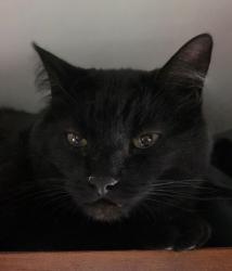 Lost Male Cat last seen Big Texan RV Ranch, Amarillo, TX 79104