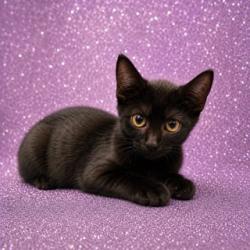 Shelter Stray Female Cat last seen Near BLOCK LA MARCHE DRIVE, 2020 Forest St, Jacksonville, FL 32204, USA