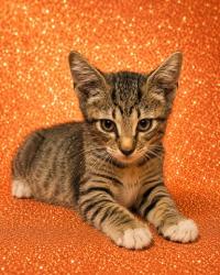 Shelter Stray Male Cat last seen Near BLOCK LA MARCHE DRIVE, 2020 Forest St, Jacksonville, FL 32204, USA