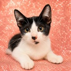 Shelter Stray Male Cat last seen Near BLOCK LA MARCHE DRIVE, 2020 Forest St, Jacksonville, FL 32204, USA