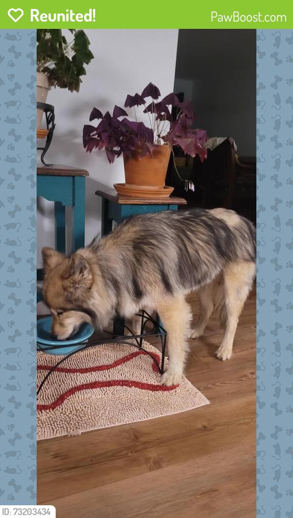 Reunited Female Dog last seen Greenbriar Shopping Center, Fairfax, VA 22033