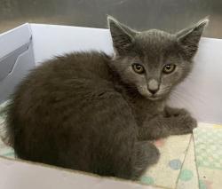 Shelter Stray Female Cat last seen , 3201 Lacy St, Los Angeles, CA 90031, USA