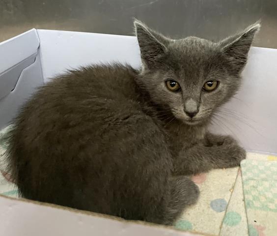 Shelter Stray Female Cat last seen , 3201 Lacy St, Los Angeles, CA 90031, USA