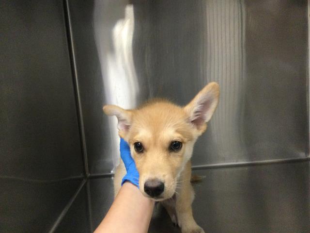 Shelter Stray Female Dog last seen Near BLOCK MONTEREY AVE, RANCHO MIRAGE CA 92270, 72050 Pet Land Pl, Thousand Palms, CA 92276, USA