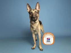 Shelter Stray Male Dog last seen 55TH AVE AND EARLL, 5501 E Van Buren St, Phoenix, AZ 85008, USA