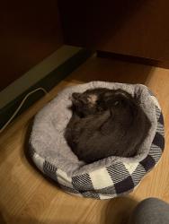 Reunited Male Cat last seen West 22 apmts, Kennesaw, GA 30144