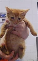 Shelter Stray Female Cat last seen CHARLOTTE, 8315 Byrum Dr, Charlotte, NC 28217, USA