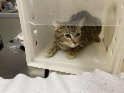 Shelter Stray Female Cat last seen 26TH & VILLARD, 3839 W Burnham St, West Milwaukee, WI 53215, USA