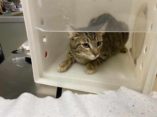 Shelter Stray Female Cat last seen 26TH & VILLARD, 3839 W Burnham St, West Milwaukee, WI 53215, USA