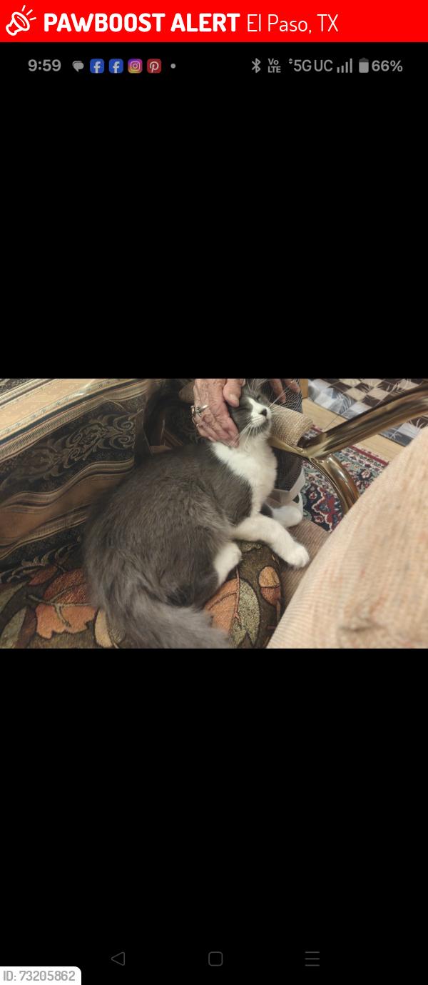 Lost Female Cat last seen Tiger eye, El Paso, TX 79924