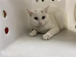Shelter Stray Unknown Cat last seen Near BLOCK S NICHOLSON RD, 3839 W Burnham St, West Milwaukee, WI 53215, USA