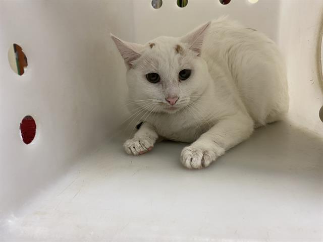 Shelter Stray Unknown Cat last seen Near BLOCK S NICHOLSON RD, 3839 W Burnham St, West Milwaukee, WI 53215, USA