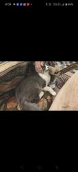 Lost Female Cat last seen Tiger eye, El Paso, TX 79924
