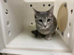 Shelter Stray Female Cat last seen Near BLOCK S NICHOLSON RD, 3839 W Burnham St, West Milwaukee, WI 53215, USA