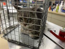 Shelter Stray Male Cat last seen Near BLOCK N BARTLETT AVE, 3839 W Burnham St, West Milwaukee, WI 53215, USA
