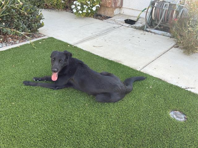Shelter Stray Female Dog last seen BLUE SPRUCE/ BLUBEECH, 227 N D St, Perris, CA 92570, USA