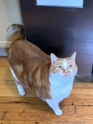 Lost Male Cat last seen S Arlington ave & locust lane, Harrisburg, PA 17109