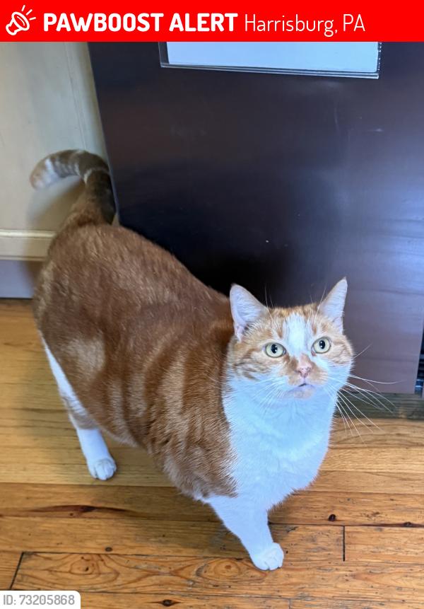 Lost Male Cat last seen S Arlington ave & locust lane, Harrisburg, PA 17109