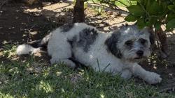 Found/Stray Male Dog last seen Hollister Ave. and WarwickAve., Los Angeles, CA 90032