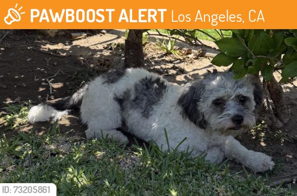 Found/Stray Male Dog last seen Hollister Ave. and WarwickAve., Los Angeles, CA 90032