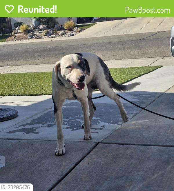 Reunited Male Dog last seen Barstow and Locan, Clovis, CA 93619