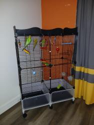 Lost Male Bird last seen Resort ave weeki wachee fl, Brooksville, FL 34614