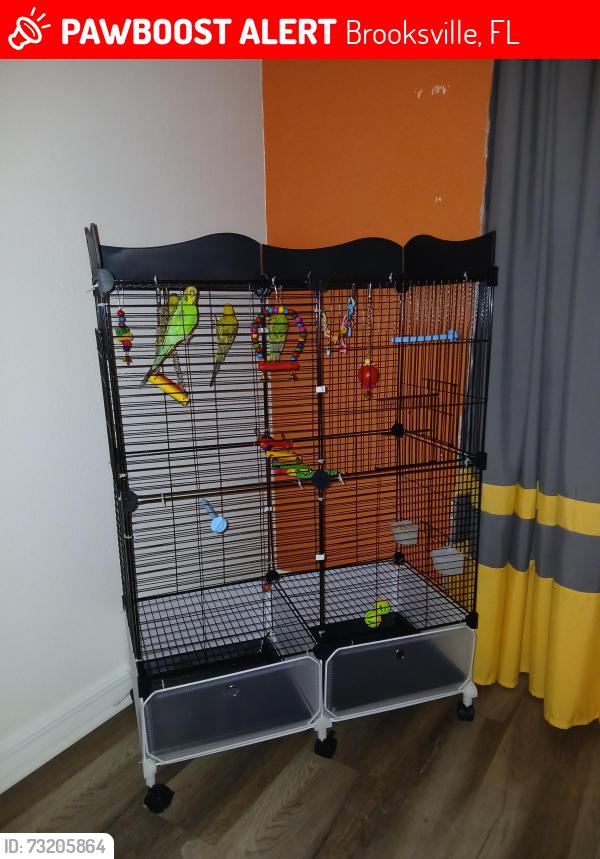 Lost Male Bird last seen Resort ave weeki wachee fl, Brooksville, FL 34614