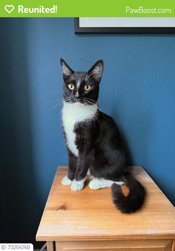 Reunited Male Cat last seen California Street at Maple, Oakland, CA 94602