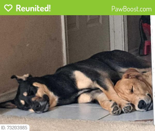 Reunited Female Dog last seen Bj elementary school in front, Mesquite, TX 75149