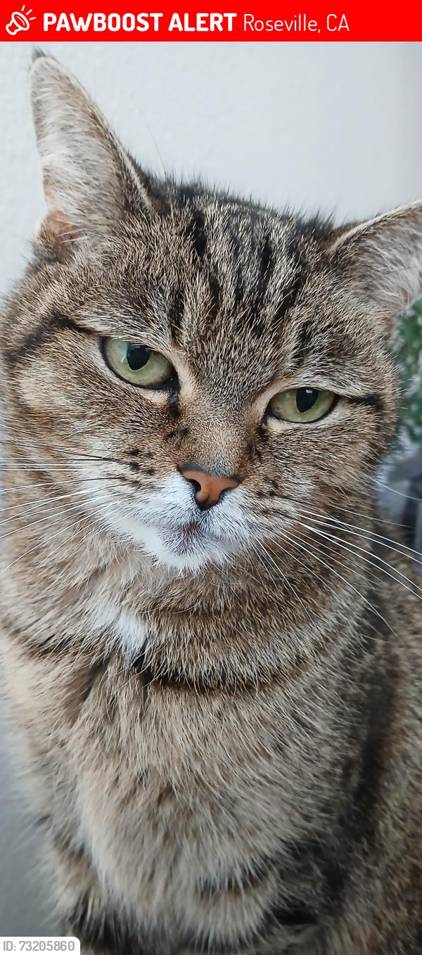Lost Female Cat last seen Olympus Jr. High, Roseville, CA 95661
