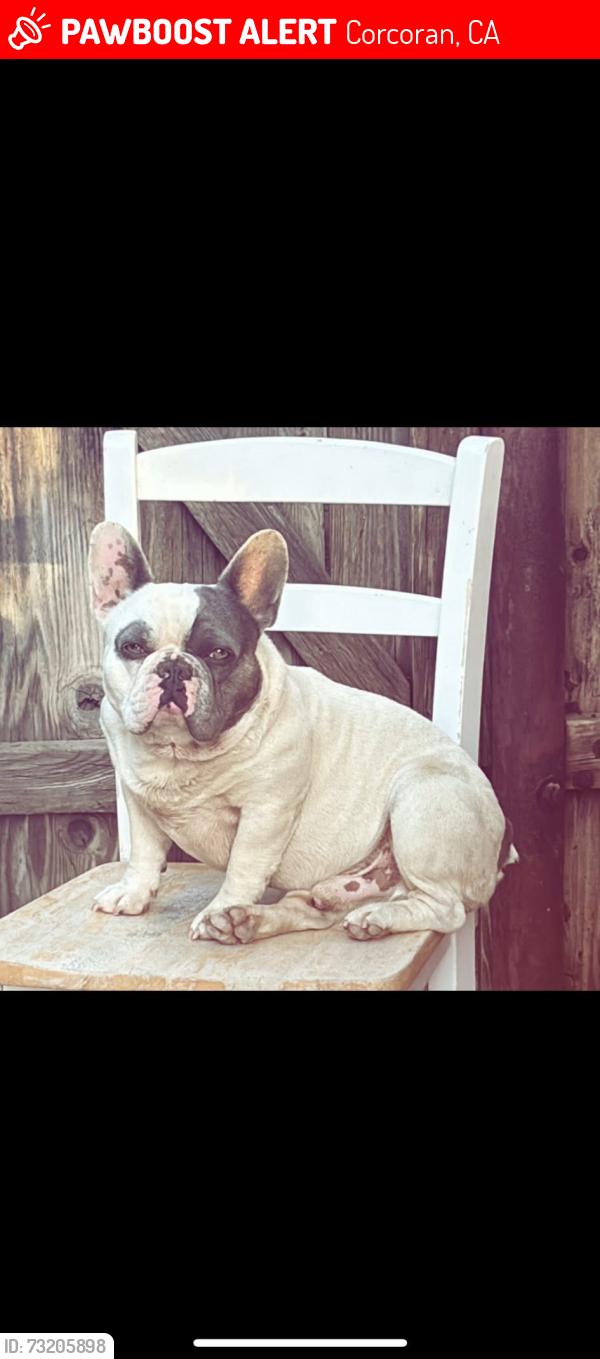 Lost Male Dog last seen Heffner Stanley, Corcoran, CA 93212