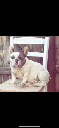 Lost Male Dog last seen Heffner Stanley, Corcoran, CA 93212