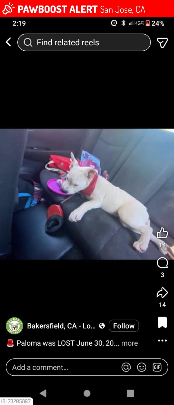 Lost Female Dog last seen Casa realapartments on Fontaine, San Jose, CA 95121