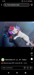 Lost Female Dog last seen Casa realapartments on Fontaine, San Jose, CA 95121