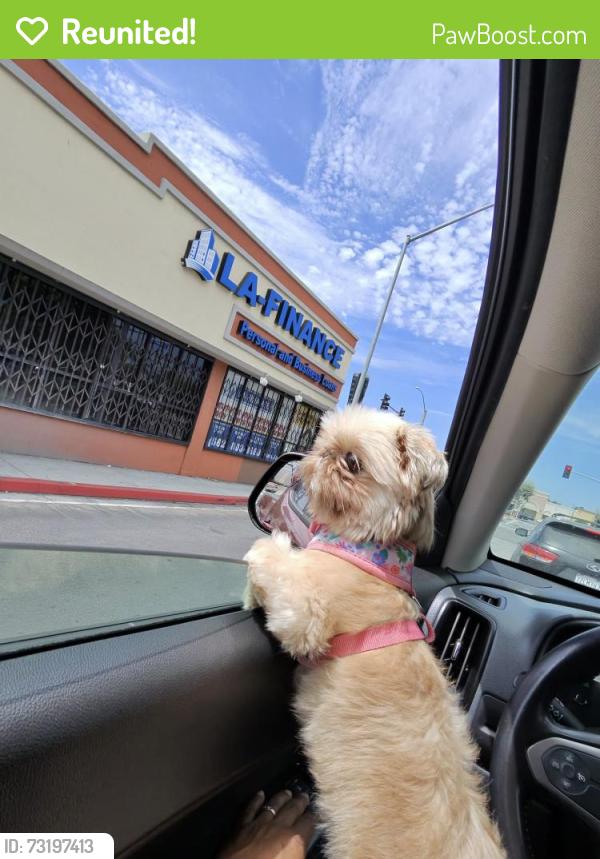 Reunited Female Dog last seen Fernwood Ave, Birch St, Lynwood, CA 90262
