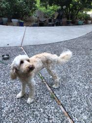 Reunited Male Dog last seen 130th Ave NE & NE 28th St Bellevue WA, Kirkland, WA 98007