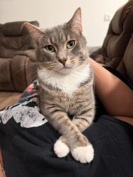 Lost Male Cat last seen Vizcaya Ct, Bakersfield, CA 93314