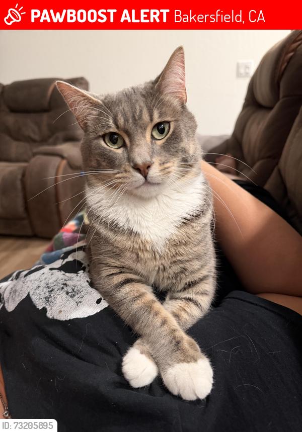 Lost Male Cat last seen Vizcaya Ct, Bakersfield, CA 93314