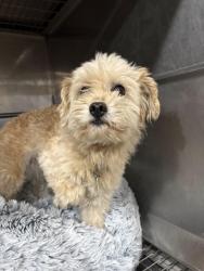Found/Stray Unknown Dog last seen Plum & Pennsylvania, Aurora, IL, Aurora, IL 60506